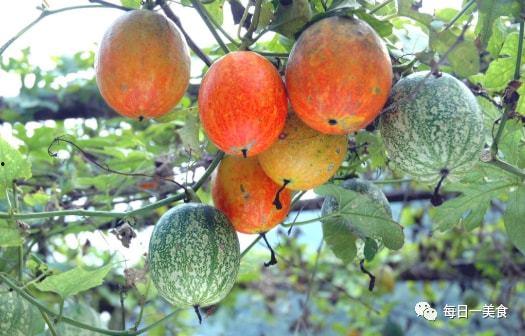 常吃吊瓜,养生保健新选择
