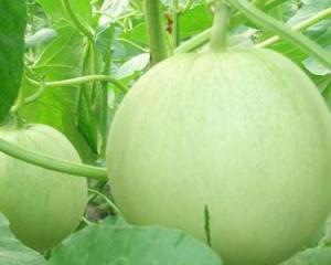 田瓜不能和什么一起吃,哪些食材不宜与田瓜同食