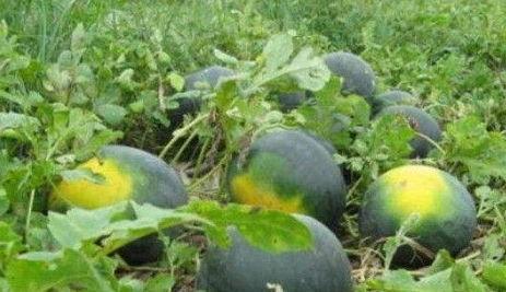 吃瓜野,吃瓜野生的幕后故事