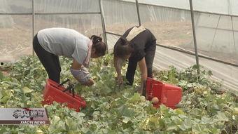 芦瓜怎么吃,探索健康美味的烹饪之道