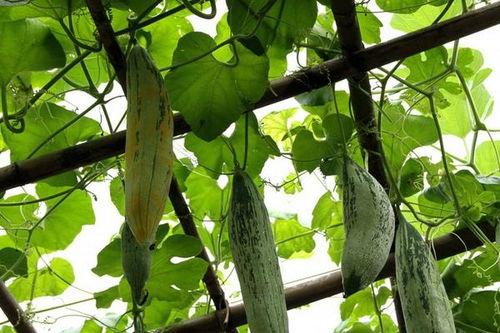 吃鼠瓜,古老传说中的神奇食材